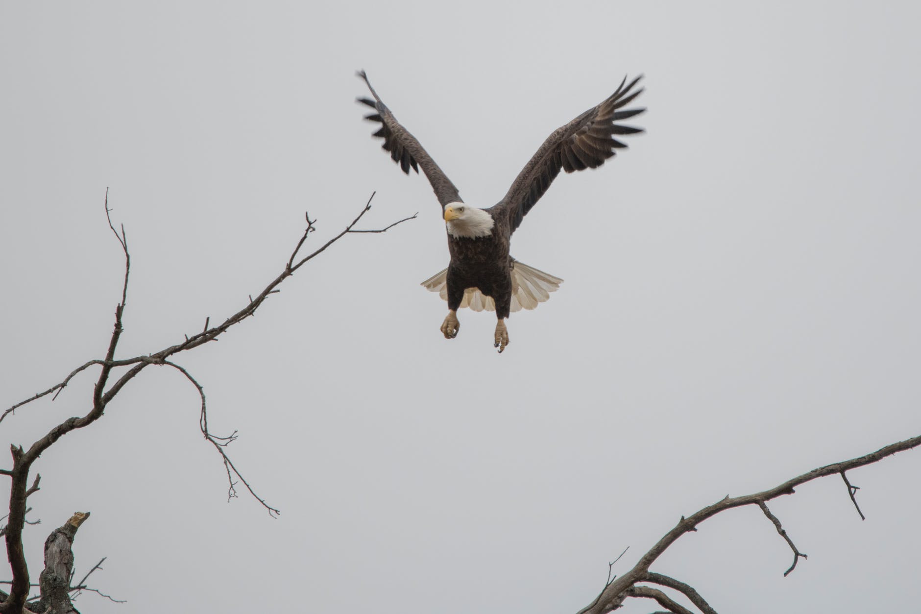 eagle in flight