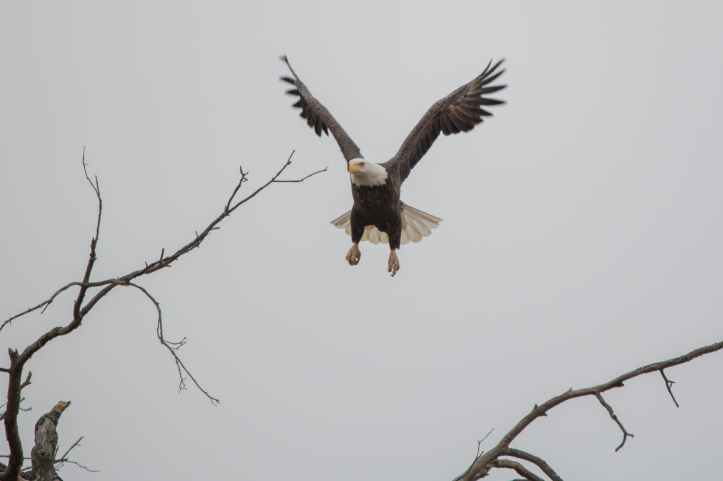 eagle in flight