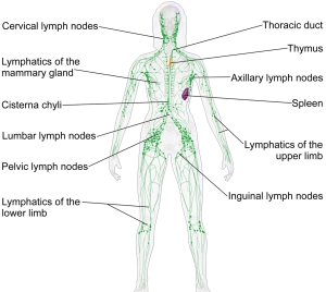 Screen Shot 2018-11-30 at 6.03.42 AM