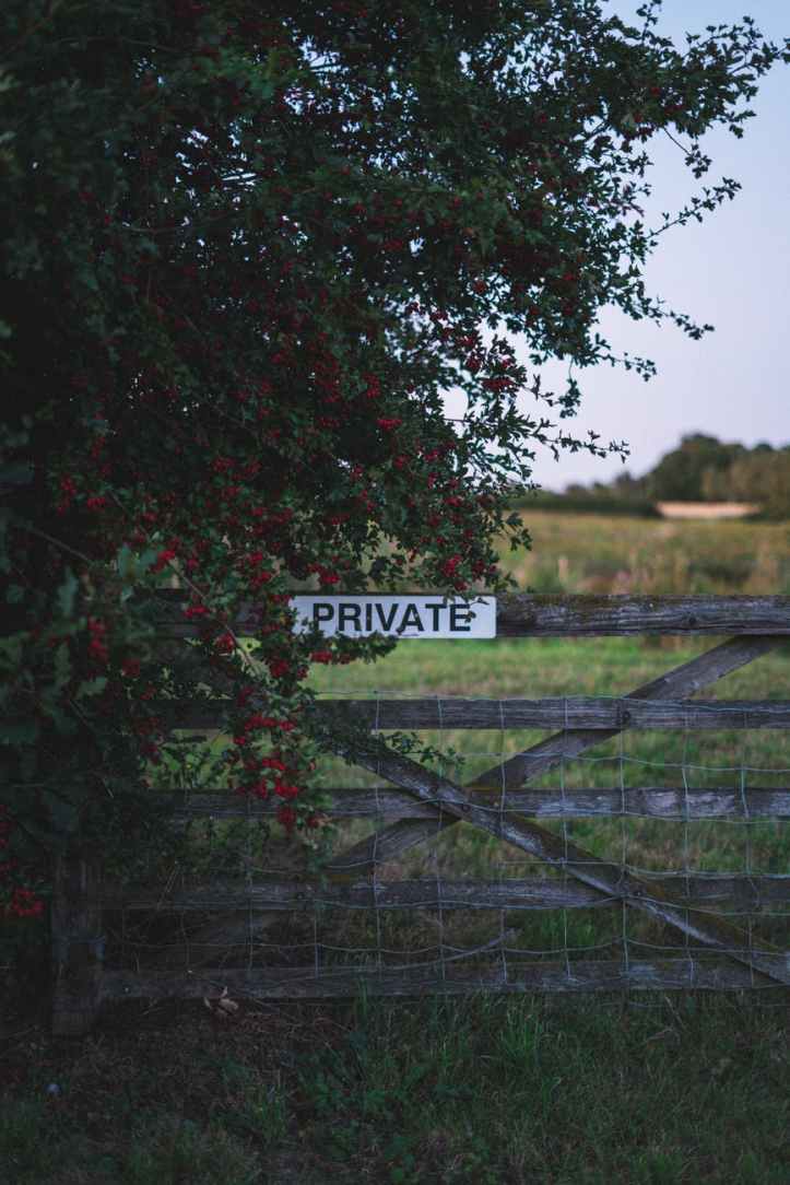 a flowering tree beside a wooden fence
