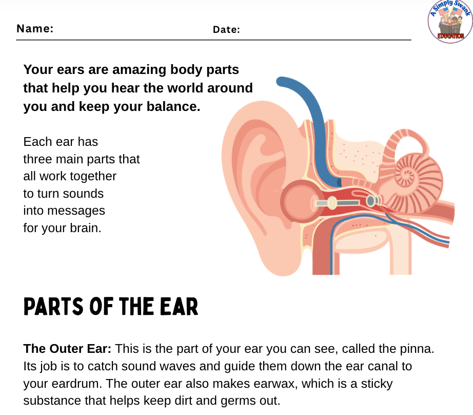 HUMAN EARS: FREE PDF WORKSHEET WITH&nbsp;TEST